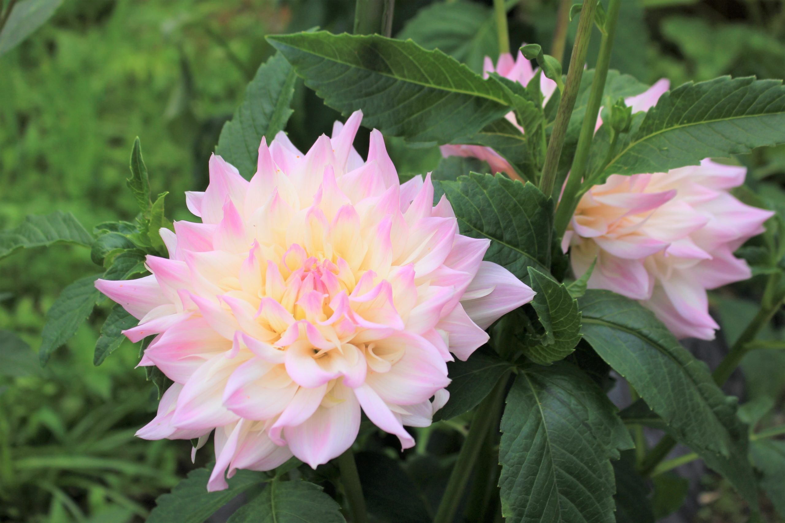 トーバン印刷 お盆前のピンク色の花